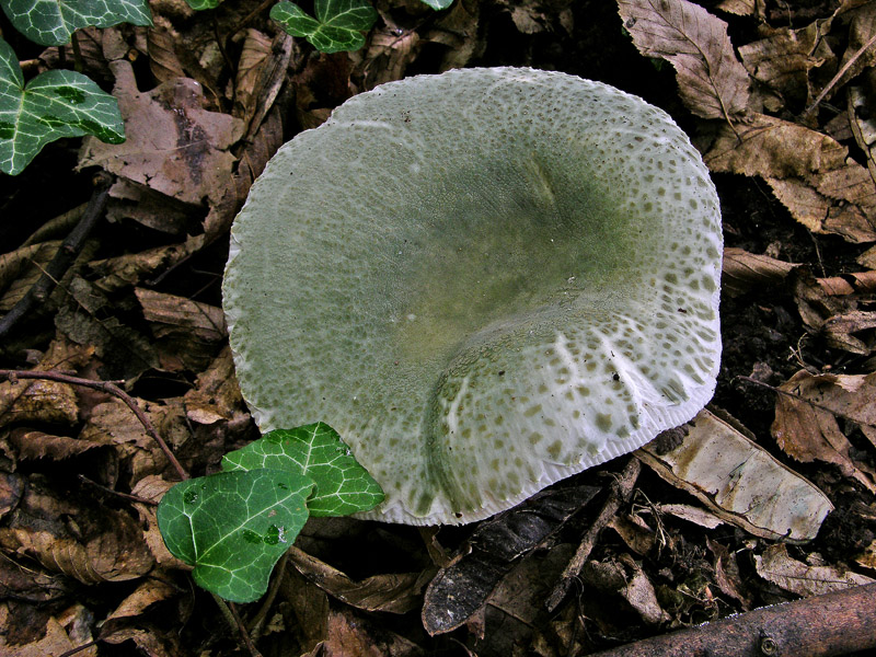 Russule del 12 giugno.